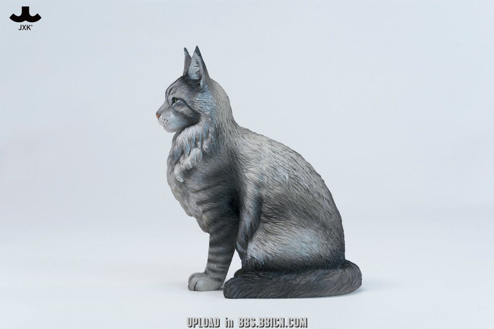 JXK - Sitting upright Maine Coon cat JXK364 (Licensed)